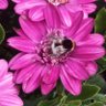 ❤Littleglob❤ profil fotoğrafı