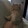 felipe 的头像