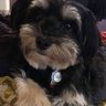 daisies53's profile picture