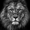 Salisiwe profil fotoğrafı