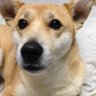 ちょこ 的头像
