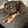 sachi's profile picture