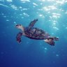Фото профиля TohLuh Turtle