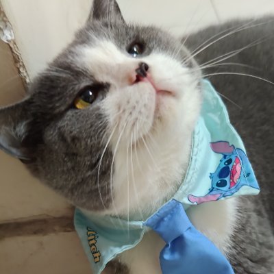 xiaofeiayang's profile picture