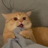 ぴーやん profil fotoğrafı