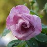RobinofLocksley65's profile picture