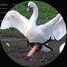 Profilbild von SwaNDong