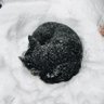Raybones's profile picture