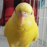 たぬきち's profile picture