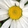 Anne Wells's profile picture
