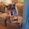 ZeeBee's profile picture