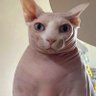 MR SANSWAG profil fotoğrafı