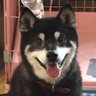Profilbild von 鴻池のクロ🐕🦺