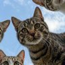 Фото профиля Zeytin Dalı