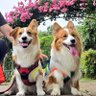 Фото профиля たれ耳コーギールイ🐾マオ🐾