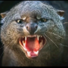 Фото профиля Kagat ng Musang