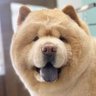 Profilbild von 全然チャウチャウ