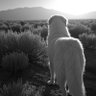 Desert Shepherd's profile picture