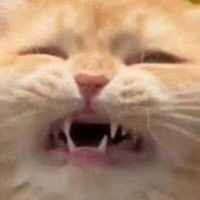 Coco_Cat38's profile picture