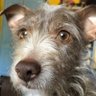 Boojum's profile picture