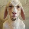 Profilbild von 𝕯𝖊𝖆𝖉𝖆𝖐𝖊𝖑𝖑𝖞𝖆