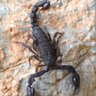 🦂scorpion🦂 的头像