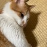 wonderwallnova 的头像