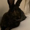 Eva Ears profil fotoğrafı