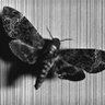 Фото профиля BlackMothMusic