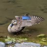 カルガモランド profil fotoğrafı