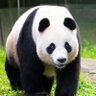 中国-Panda Empire 的头像
