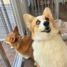 しおぽんず 的头像