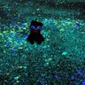 Фото профиля ことちょ🐈⬛🐾
