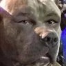 Rodreus903's profile picture