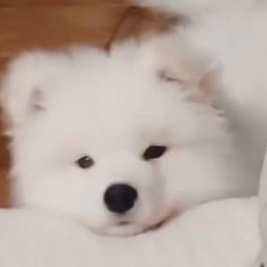 dstarlight__'s profile picture