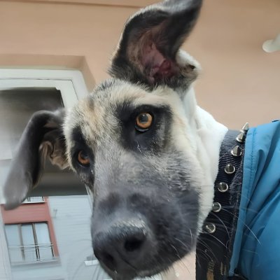 Dog Desk Animal Action's profile picture