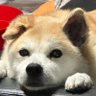 まみ 的头像