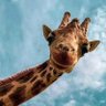 بتال مطوع's profile picture