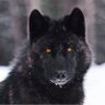 Heart of the Wolf's profile picture