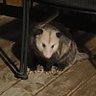 papiOpossum 的头像