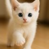 Kanna Rabbit profil fotoğrafı