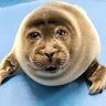 Profilbild von JustAdam