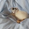 てんこまま's profile picture