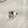 choudan 的头像