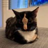 🐱's profile picture