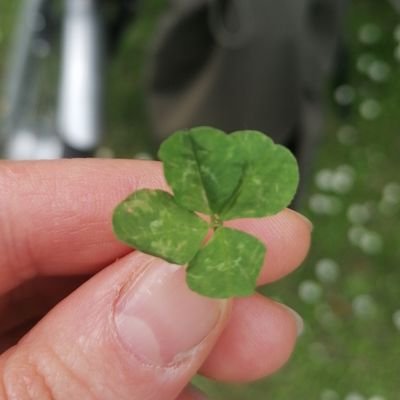 Arianna 🍀's profile picture