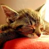 あゆ profil fotoğrafı