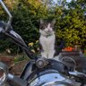 Sue🐱🐴🐔🍃💚🍃 🏴 🇬🇧 🇨🇦 的头像