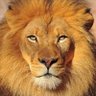 Havilah profil fotoğrafı