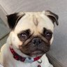 pug profil fotoğrafı